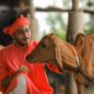 Young indian farmer with his cow at dairy farm