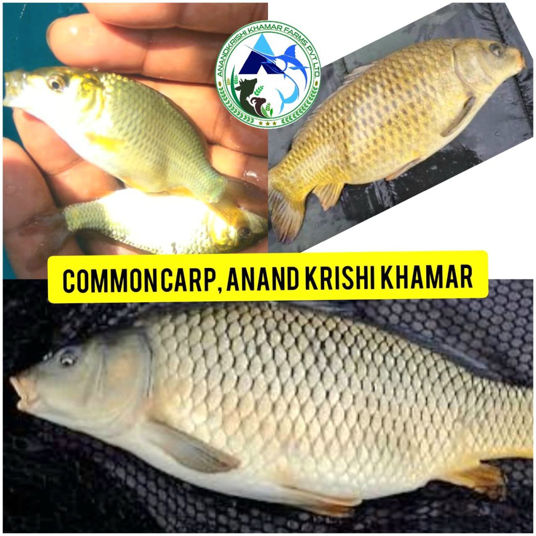 WhatsApp Image 2025-11-19 at 1.21.34 PM (2)