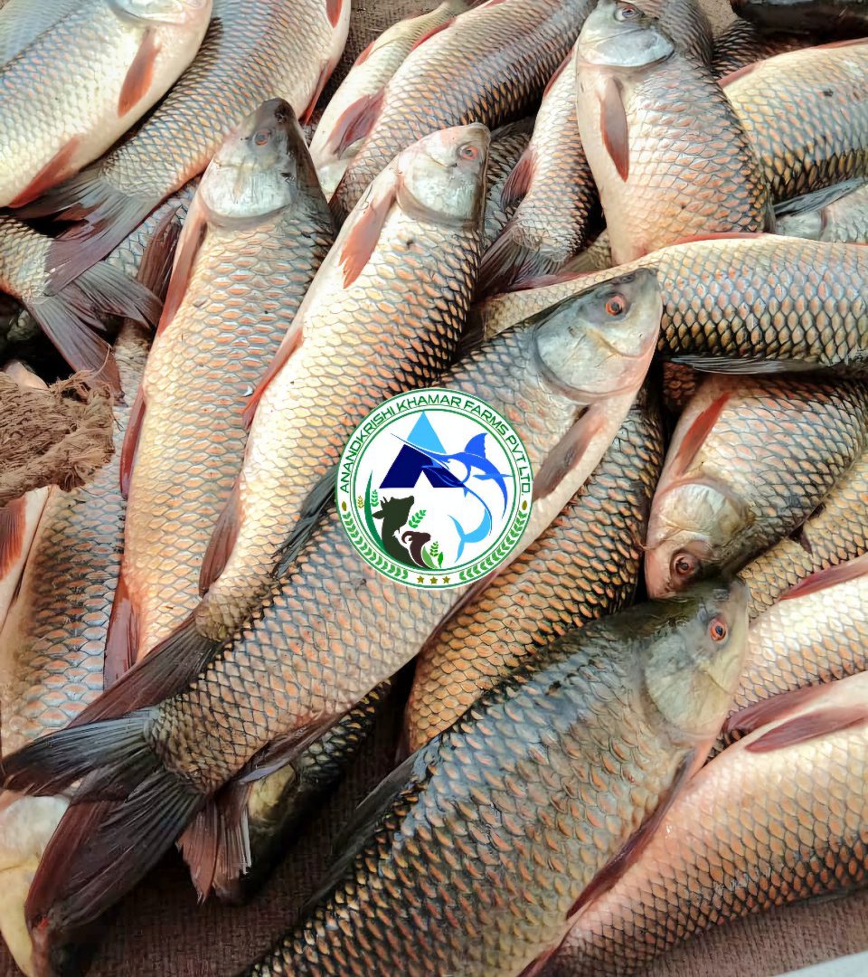 WhatsApp Image 2025-11-20 at 2.31.30 PM