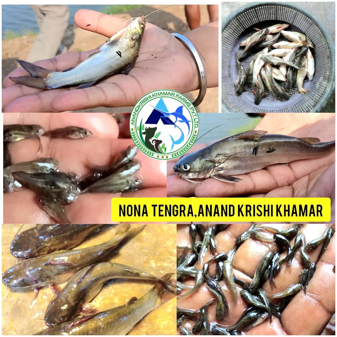 WhatsApp Image 2025-11-20 at 2.31.57 PM