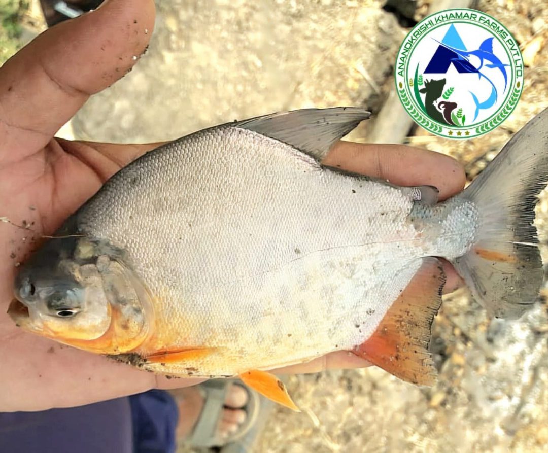 WhatsApp Image 2025-11-20 at 2.32.22 PM (1)