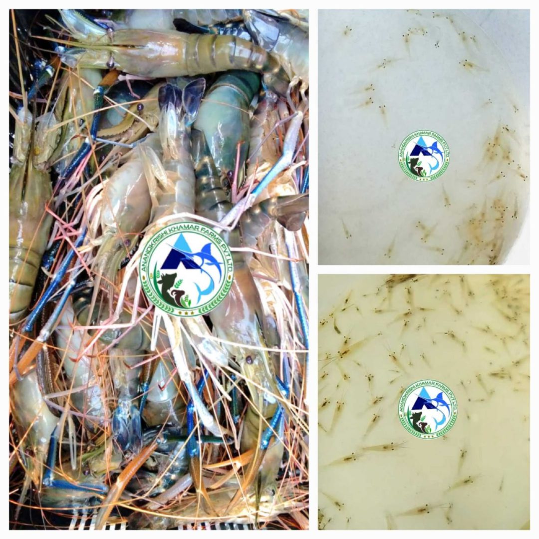 WhatsApp Image 2025-11-20 at 2.33.49 PM (1)