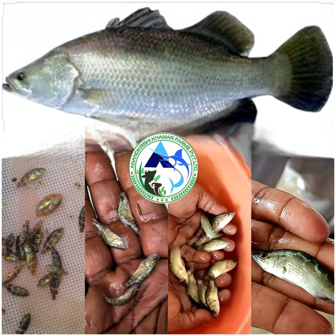 WhatsApp Image 2025-11-20 at 2.33.58 PM (1)