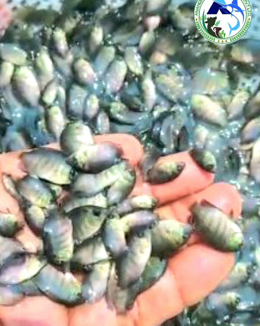 WhatsApp Image 2025-11-20 at 2.34.14 PM