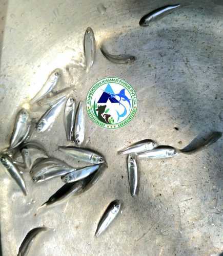 WhatsApp Image 2025-11-20 at 2.34.45 PM (2)