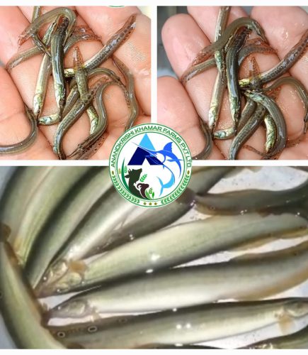 WhatsApp Image 2025-11-20 at 2.34.54 PM (1)