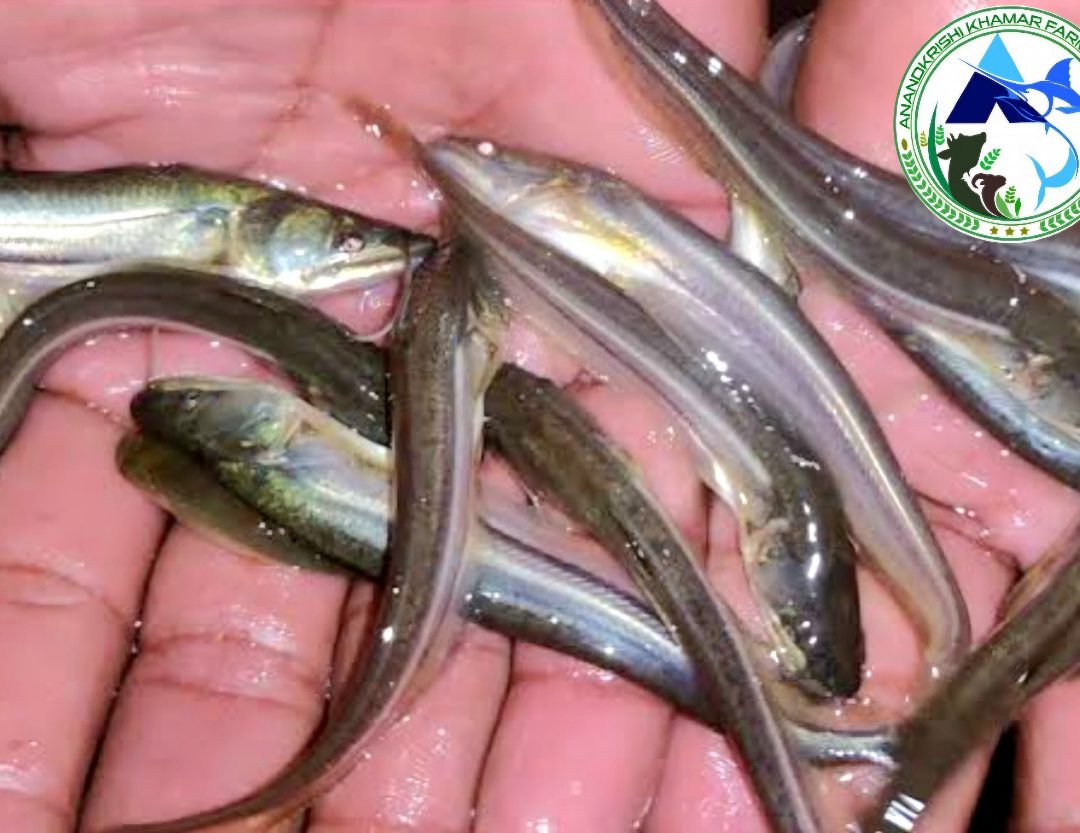 WhatsApp Image 2025-11-20 at 2.35.22 PM (2)