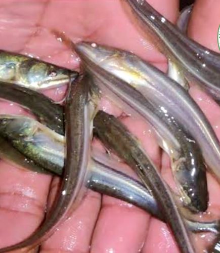 WhatsApp Image 2025-11-20 at 2.35.22 PM (2)