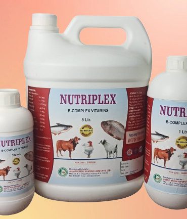 WhatsApp Image 2025-11-24 at 12.16.54 PM (1)