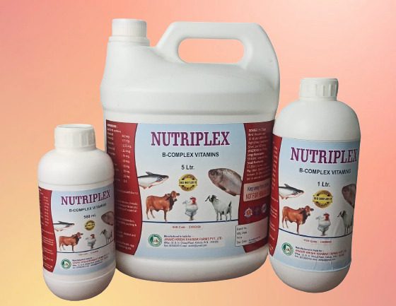 WhatsApp Image 2025-11-24 at 12.16.54 PM (1)